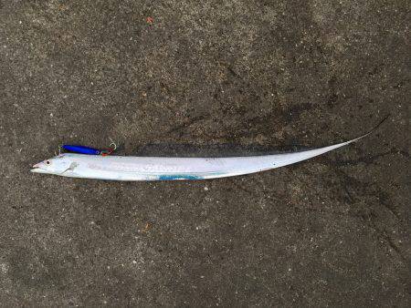 日本海エギングからの